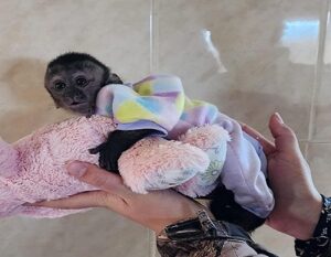 Baby Capuchin Monkeys For Sale $100 Florida, Capuchin Monkey Pet For Sale In Texas, Monkey Capuchin For Sale​. Healthy Capuchin Monkeys with the best price.