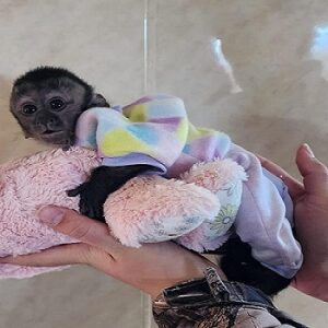 Honda Pet Monkeys For Sale​, Monkey Animal For Sale​, Capuchin Monkey For Sale​, Newborn Finger Monkeys For Sale, Marmoset Monkey For Sale