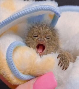 Pygmy Marmoset Finger Monkeys For Sale Near Me, Marmoset Monkey Pet For Sale Florida​, Marmoset Monkey For Sale In Ohio​. Health Guarantee and safe shipping