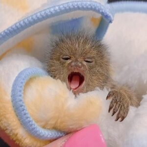 Pygmy Marmoset Finger Monkeys For Sale Near Me, Marmoset Monkey Pet For Sale Florida​, Marmoset Monkey For Sale In Ohio​. Health Guarantee and safe shipping