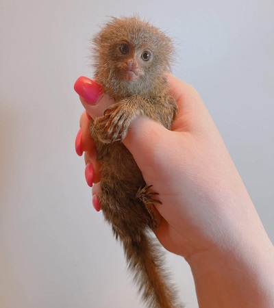 Honda Pet Monkeys For Sale​, Monkey Animal For Sale​, Capuchin Monkey For Sale​, Newborn Finger Monkeys For Sale, Marmoset Monkey For Sale