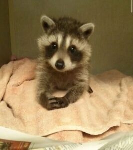 Pet Raccoons Cubs For Sale​ Near Me, Domesticated Raccoon For Sale, Raccoon Puppy For Sale​. Safe and secured shipping and come with health guarantee.