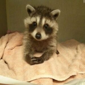 Honda Pet Monkeys For Sale​, Monkey Animal For Sale​, Capuchin Monkey For Sale​, Newborn Finger Monkeys For Sale, Marmoset Monkey For Sale