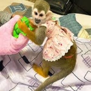 Squirrel Monkeys Pet For Sale, Pet Squirrel Monkey For Sale, Monkey Squirrel For Sale. Come with up to date health certificate with safe shipping.