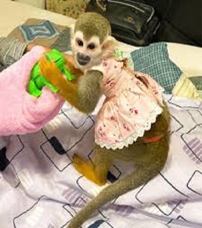 Squirrel Monkeys Pet For Sale, Pet Squirrel Monkey For Sale, Monkey Squirrel For Sale. Come with up to date health certificate with safe shipping.